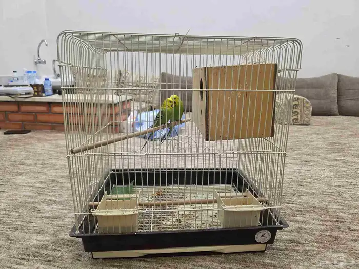 طيور الحب جاهزين للإنتاج 3