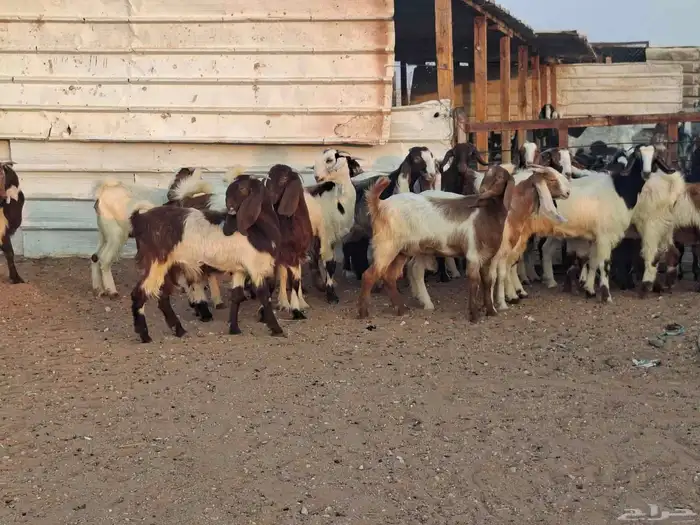 جفار هجين قبرصي ربد فاخره العدد 23 5