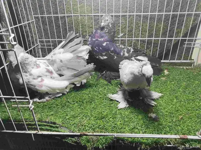 حمام زينه للبيع 15