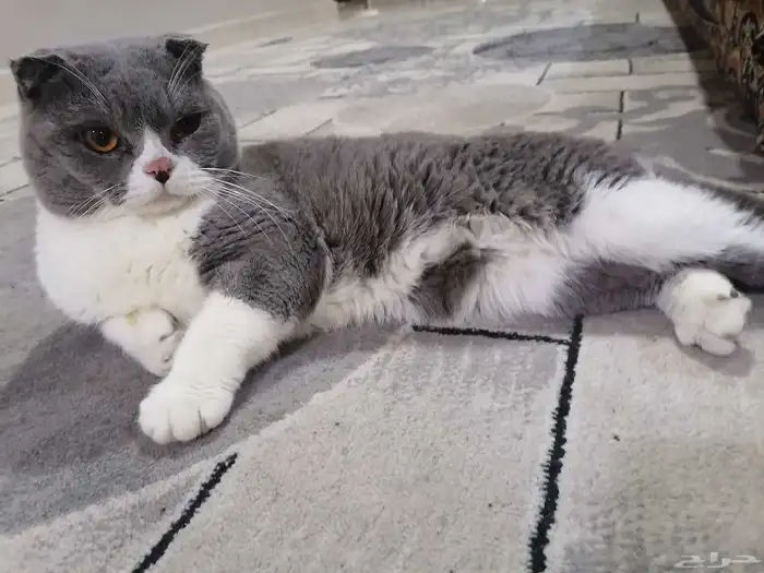 قط سكوتش ع السوم 2