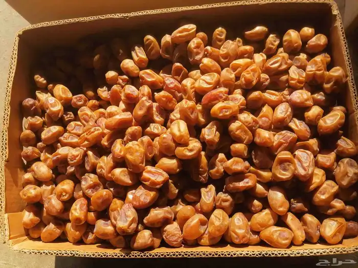 اخلاص جامبو نظيف مقما السومه 20 0