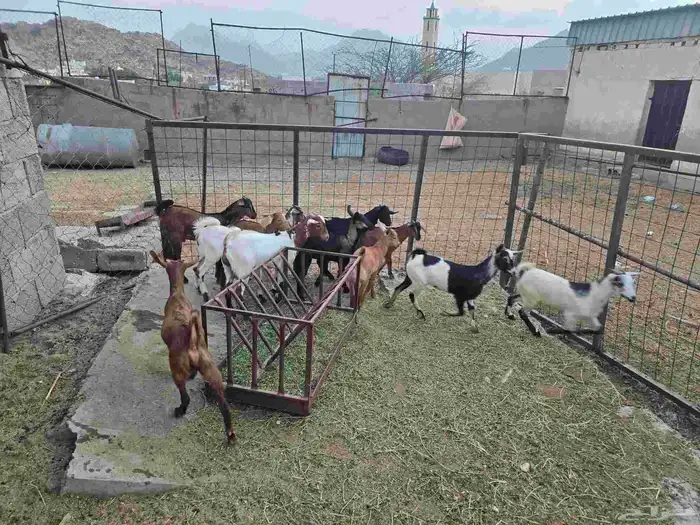 بهم مندي للبيع العدد 11 0