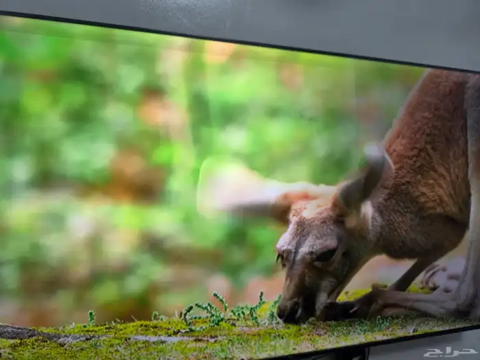 شاشة TCL 65 بوصه معها سيرفر مفتوح 7سنوات 9