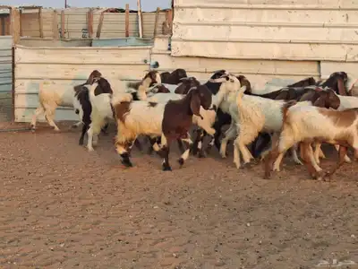 جفار هجين قبرصي ربد فاخره العدد 23 index