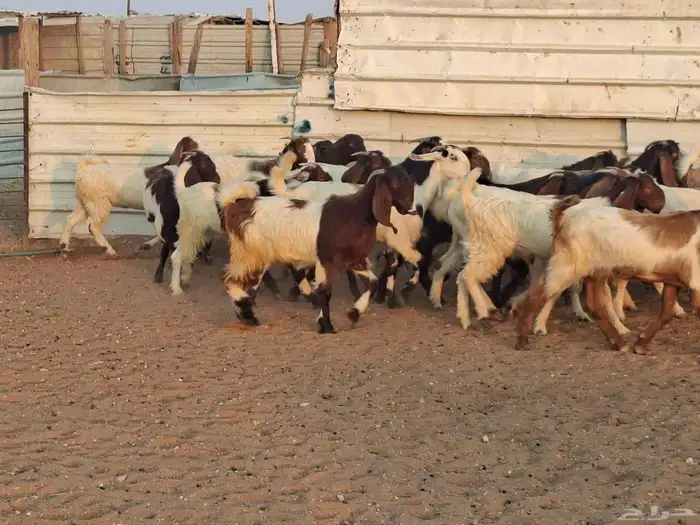 جفار هجين قبرصي ربد فاخره العدد 23 2