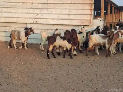 جفار هجين قبرصي ربد فاخره العدد 23 index