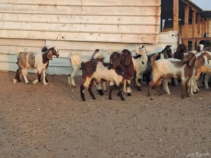 جفار هجين قبرصي ربد فاخره العدد 23 4