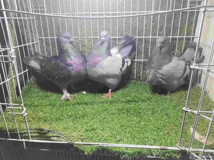 حمام زينه للبيع 14