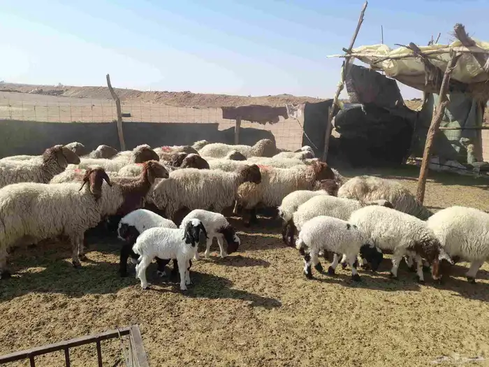 غنم موليده نعيمي 0