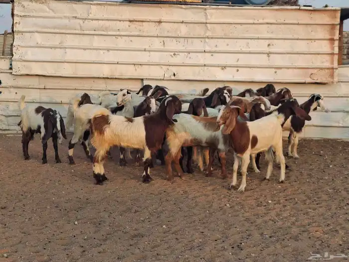 جفار هجين قبرصي ربد فاخره العدد 23 0