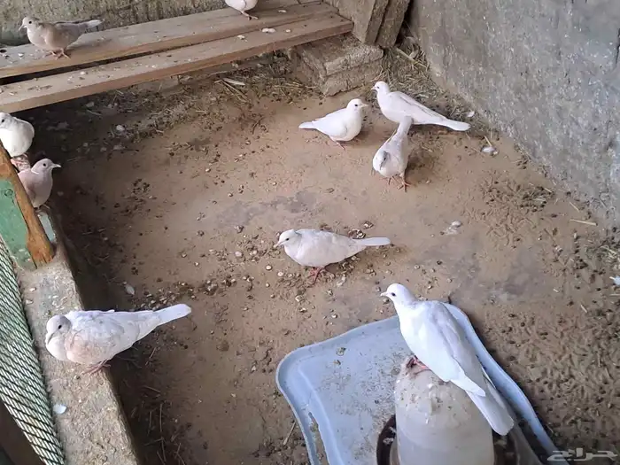 للبيع أو البدل حمام يا كريم 3