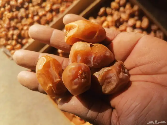 اخلاص جامبو نظيف مقما السومه 20 4