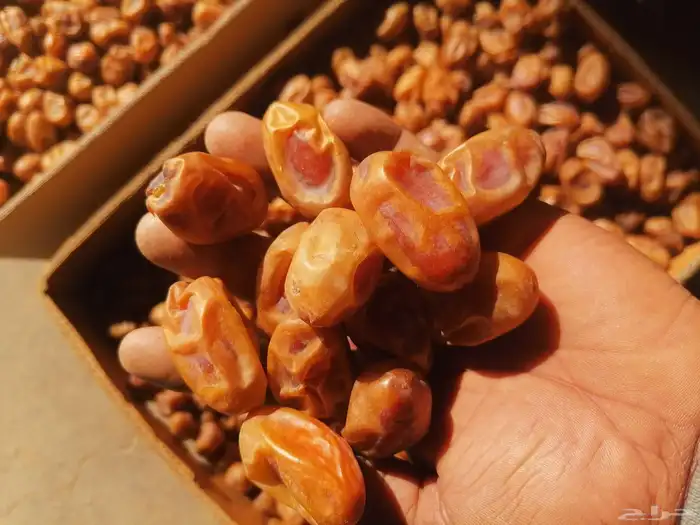 اخلاص جامبو نظيف مقما السومه 20 3