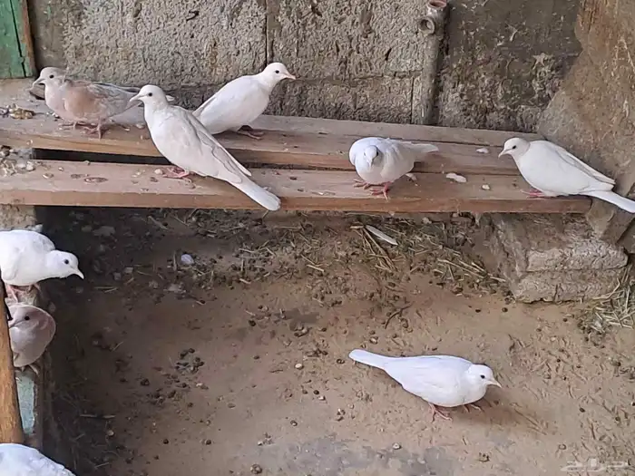 للبيع أو البدل حمام يا كريم 2