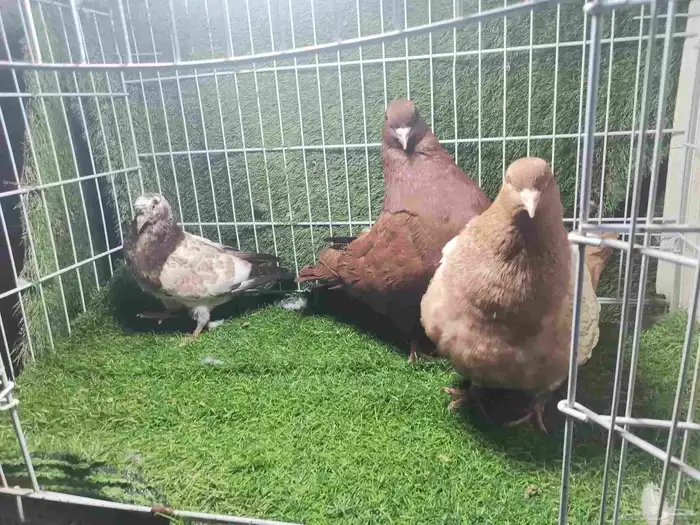 حمام زينه للبيع 17