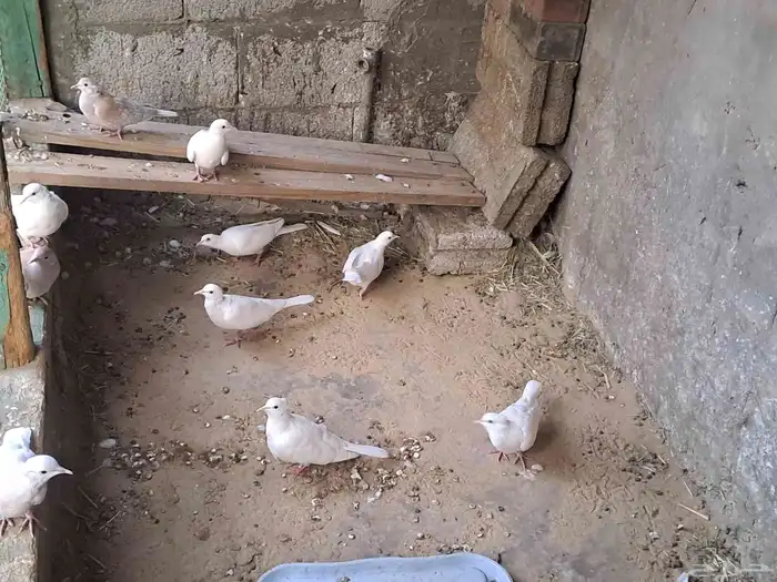 للبيع أو البدل حمام يا كريم 1