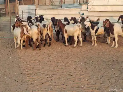 جفار هجين قبرصي ربد فاخره العدد 23 index