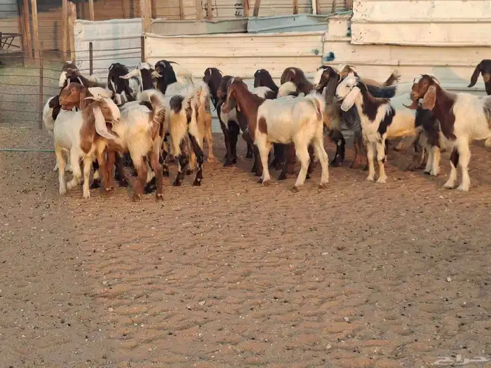 جفار هجين قبرصي ربد فاخره العدد 23 3