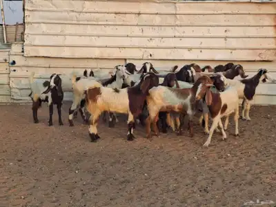 جفار هجين قبرصي ربد فاخره العدد 23 index