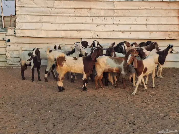 جفار هجين قبرصي ربد فاخره العدد 23 1