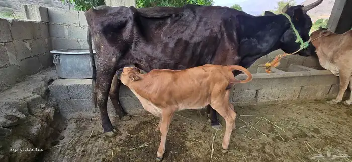 بقره هولندي معها حسيل عمره شهر ونص في المخواة 0