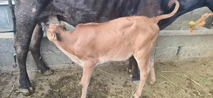 بقره هولندي معها حسيل عمره شهر ونص في المخواة 1