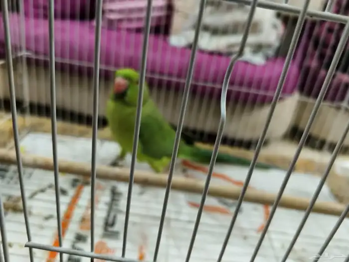 ااقمريه ااشارع العام امام العربية للعود 1