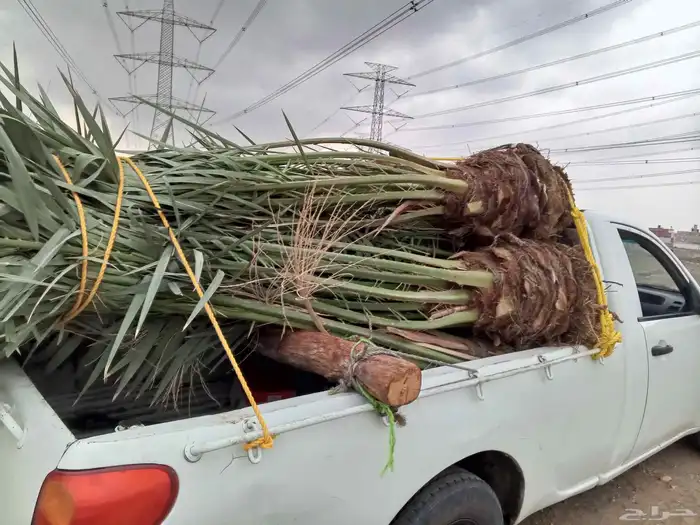 نخل برحي العدد 16حبه نخل للبيع مكه جده الطايف نخل مثمر 3