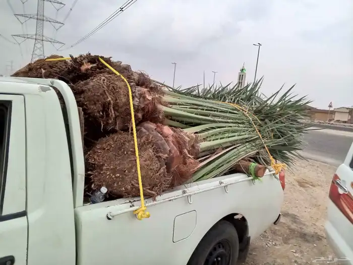 نخل برحي العدد 16حبه نخل للبيع مكه جده الطايف نخل مثمر 0