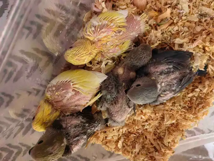 فروخ روز للبيع شرط 3