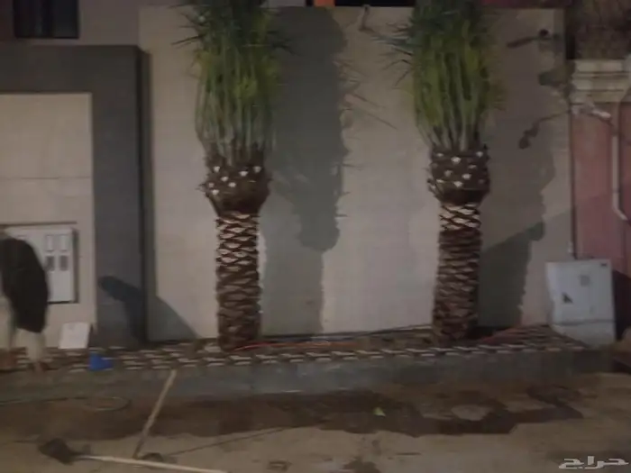 زراعه نخيل وتنسيق الحدائق الزراعة 2