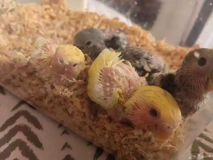 فروخ روز للبيع شرط 2