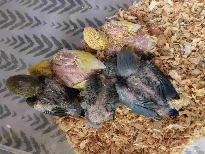 فروخ روز للبيع شرط 0