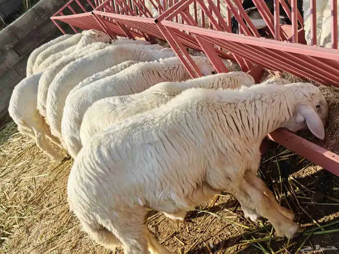 طليان حريه من الديره بلدي شرط الشرط 1