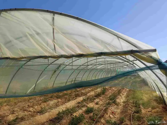 لتفاصيل راجع لعلان اسابق 2