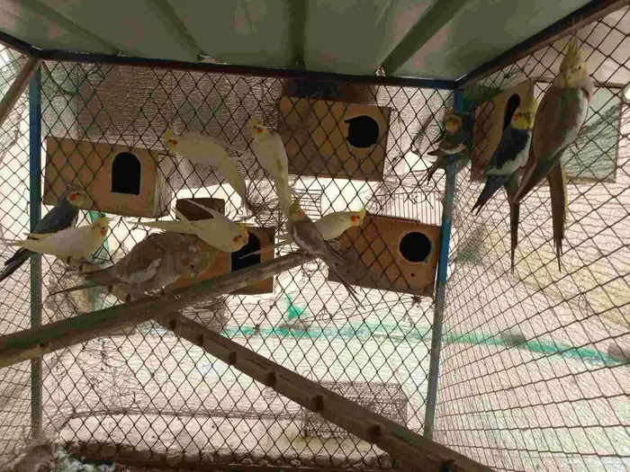 ازواج كروان 6