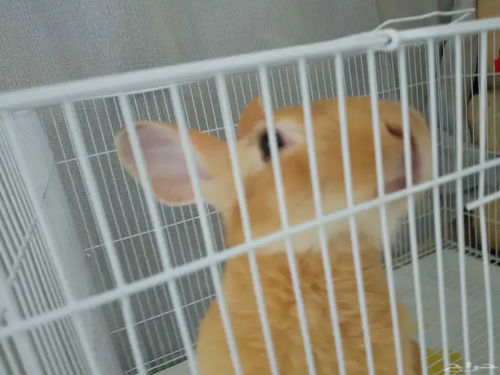 ارنب للبيع(للتربيه فقط ليس للذبح) مع القفص 2