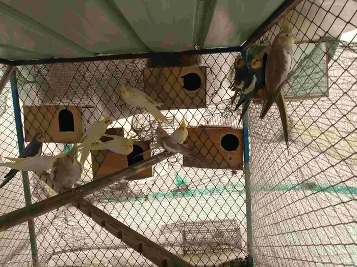 ازواج كروان 0