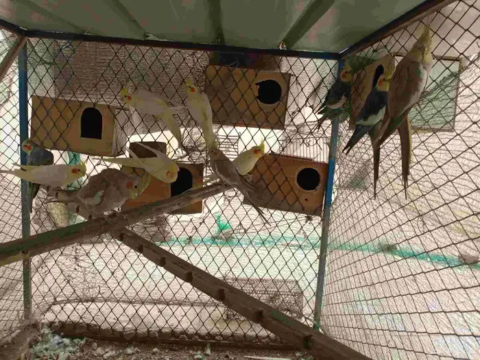 ازواج كروان 7