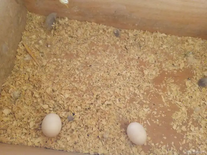 ازواج كروان 2