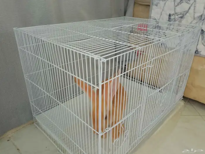 ارنب للبيع(للتربيه فقط ليس للذبح) مع القفص 3