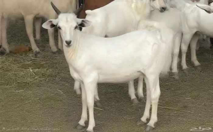 حري سواكني تيوس 0