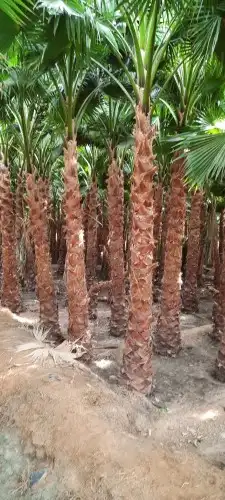 نخل وتشنطن 5