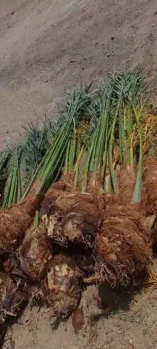 نخل للبيع نجران 4