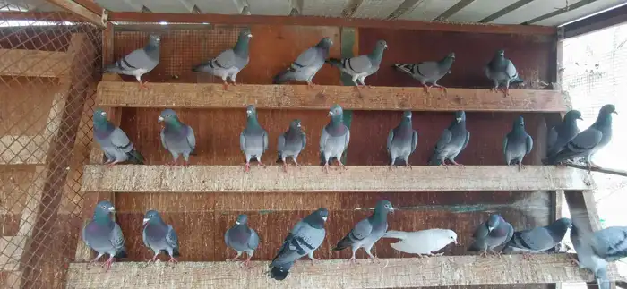 حمام دحل و زاجل 2