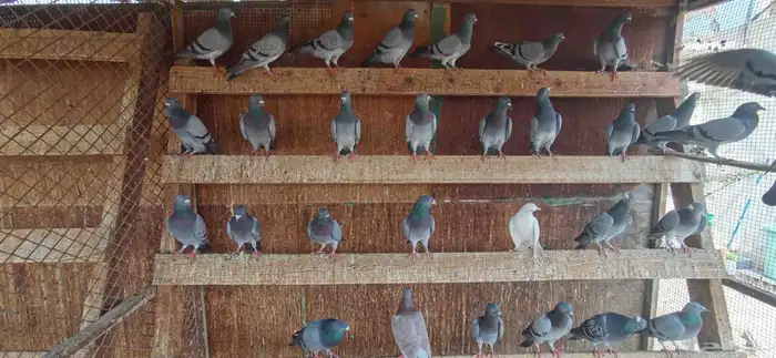 حمام دحل و زاجل 1