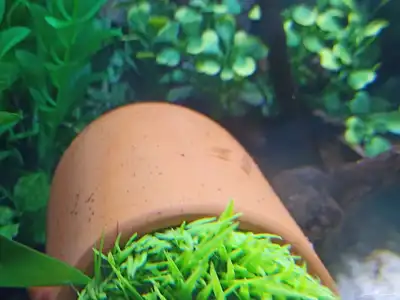 شرمب برتقالي للبيع Orange Shrimp index