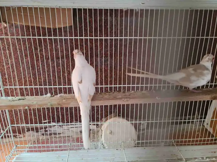 جوز يمام ماسي مشجر اورنج للبيع 4