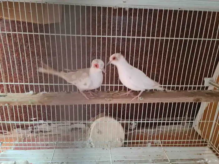 جوز يمام ماسي مشجر اورنج للبيع 8