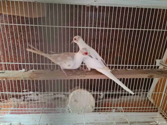 جوز يمام ماسي مشجر اورنج للبيع 9